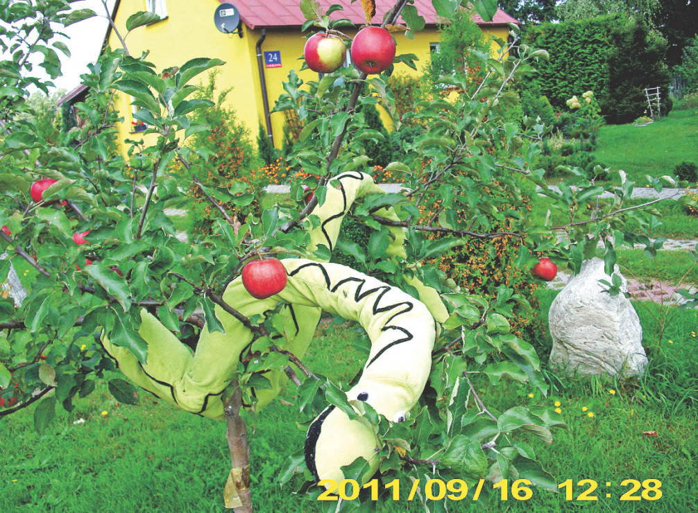 Ola' to jabłoń ozdobna. W maju dekoruje ogród  różowymi kwiatami, a zimą – czerwonymi owocami.