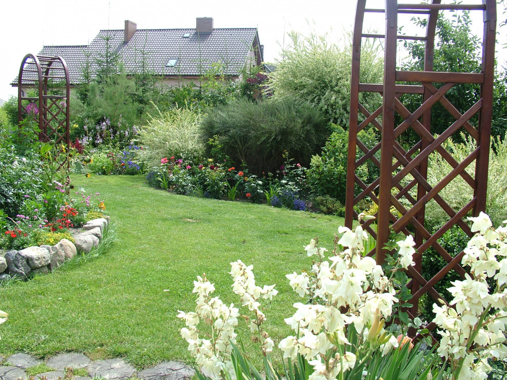 Olbrzymi żarnowiec w otoczeniu wierzb hakuro  i  rabaty różanej