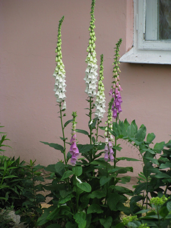 Piękne naparstnice zaglądają mi do okna