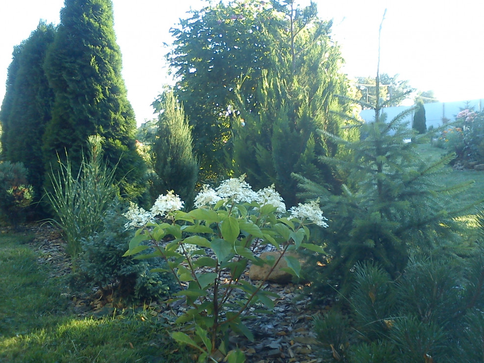 Pięknie kwitnąca hortensja 