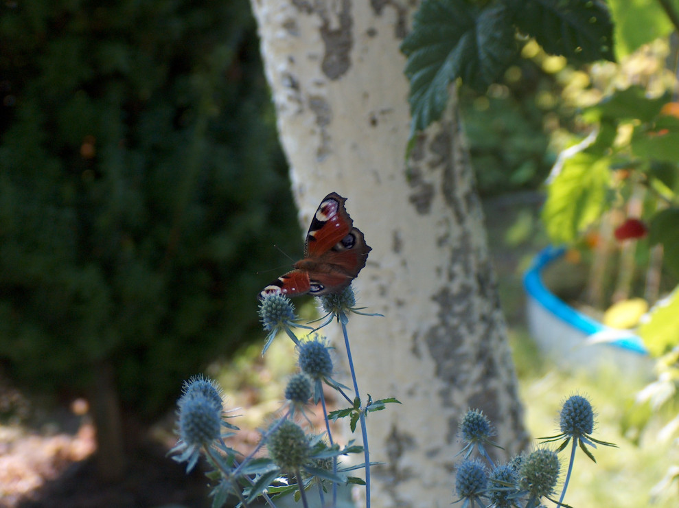 Piękny motyl na Eryngium (Mikołajku płaskolistnym)
