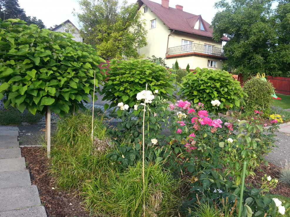rabata różana też gości w naszym wiejskim ogrodzie u podnóża pięknie rozłożystych katalp  