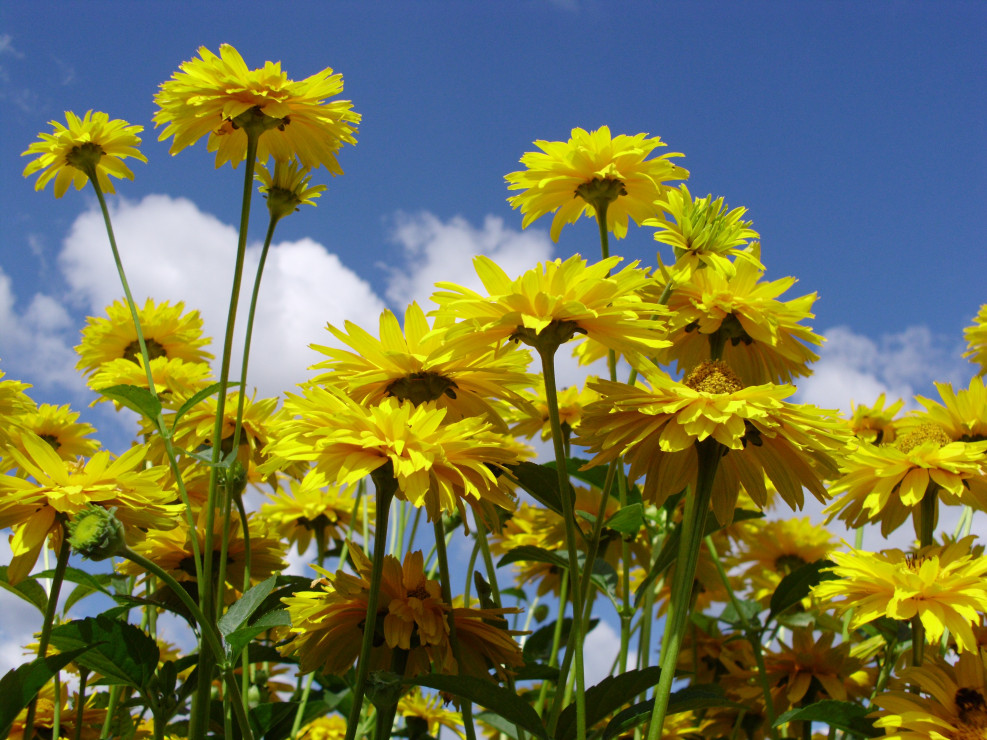 Słoneczne kwiaty ogrodu na tle błękitnego nieba