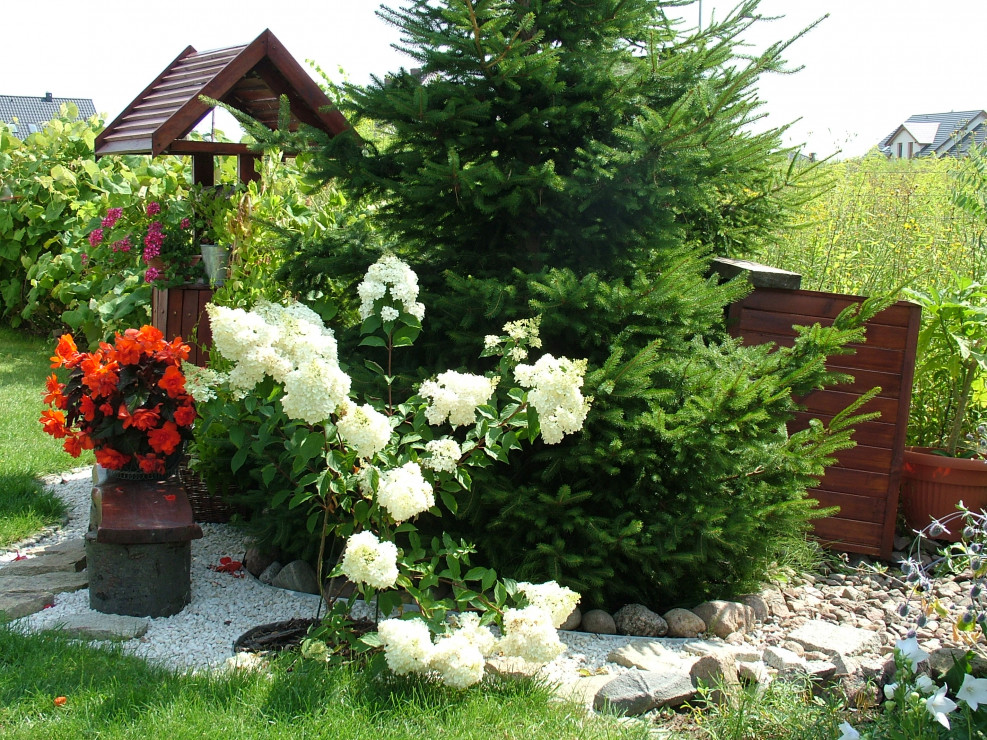 Studnia i kwitnąca hortensja bukietowa