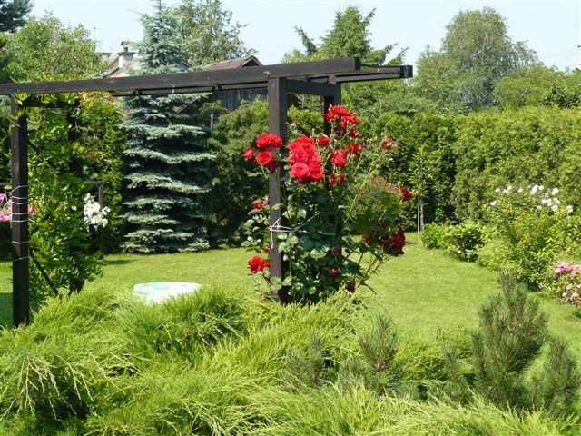 Wejście do placu zabaw dla dzieci, pergola obsadzona glicynią i pnącymi rózami