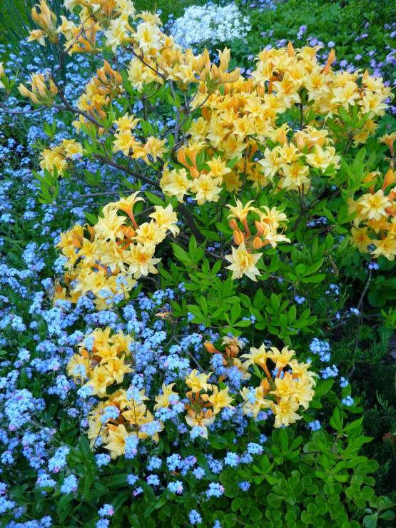 Wiosną bezapelacyjnymi królowymi ogrodu są pięknie kwitnące krzewy azalii, tutaj w miłym towarzystwie bezpretensjonalnych niezapominajek.