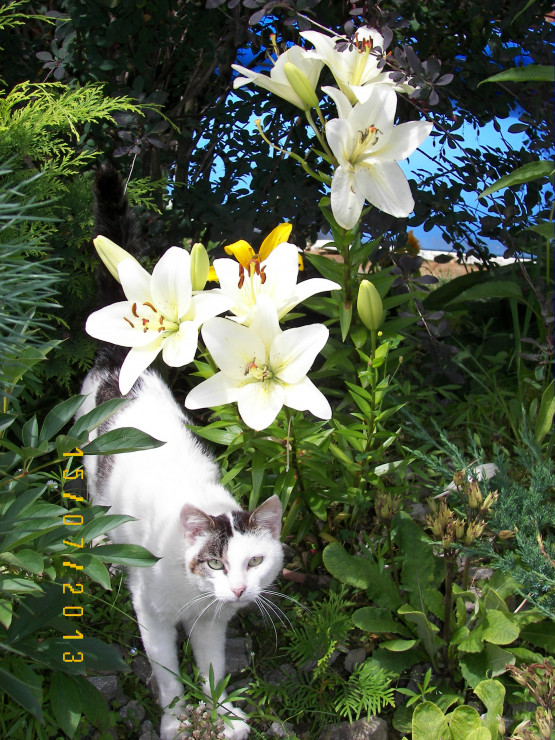Zwierzęta dobrze się czują w ogrodzie