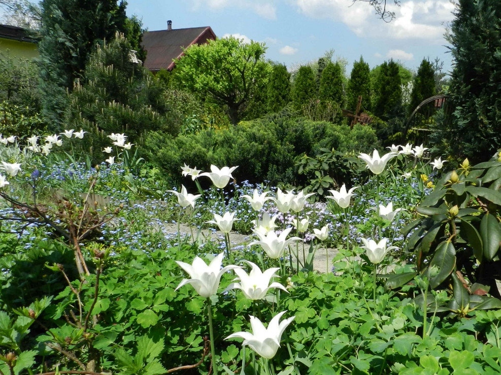 a to moje białe lilio kształtne ulubienice,posadzone w łanie niezapominajek