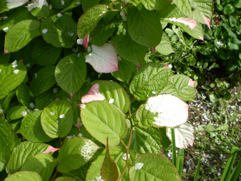Aktinidia pstra