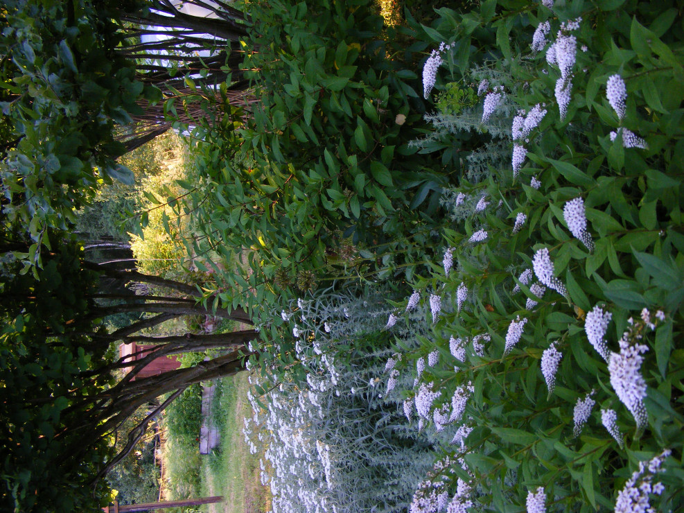 biały ogród