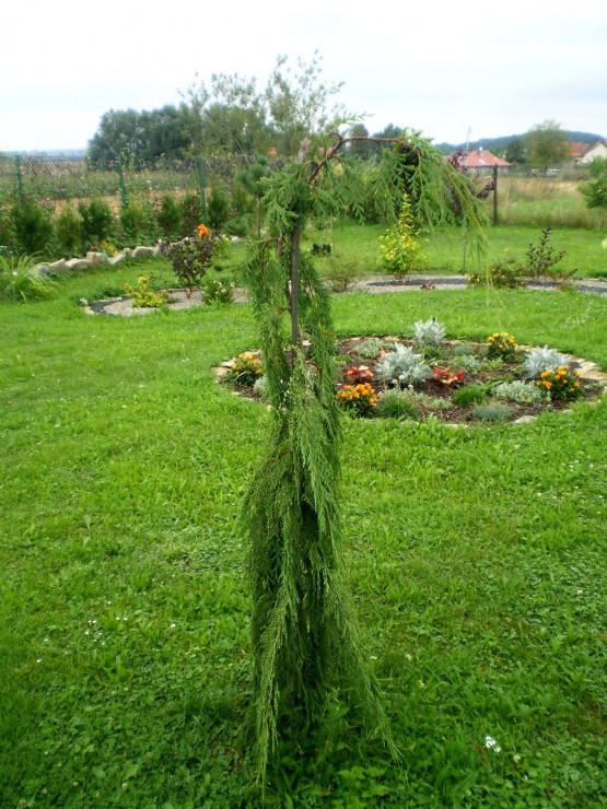 Cyprysik nutkajski Pendula