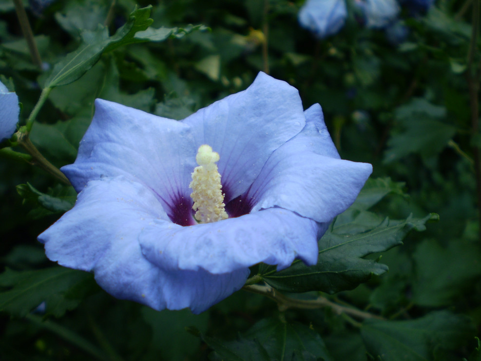 Hibiskus