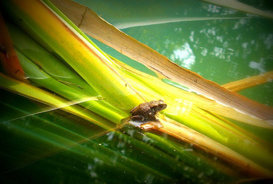 Jedna z tysięcy żabek, które co roku pojawiają się w ogrodzie