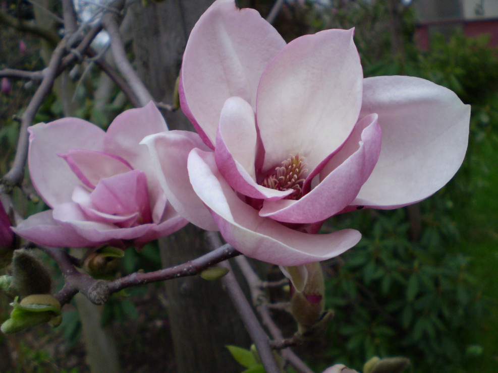 magnolia