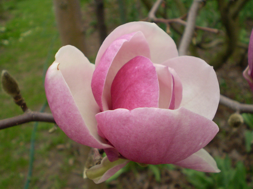 magnolia