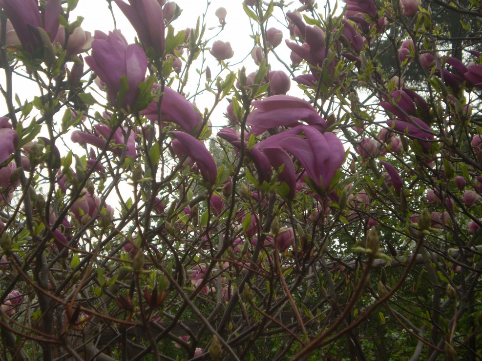 magnolie