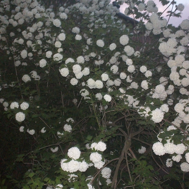 majowa burza kwiatów