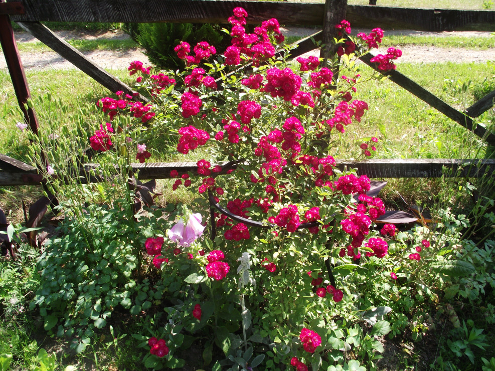 Moja ulubiona róża drobnokwiatowa.