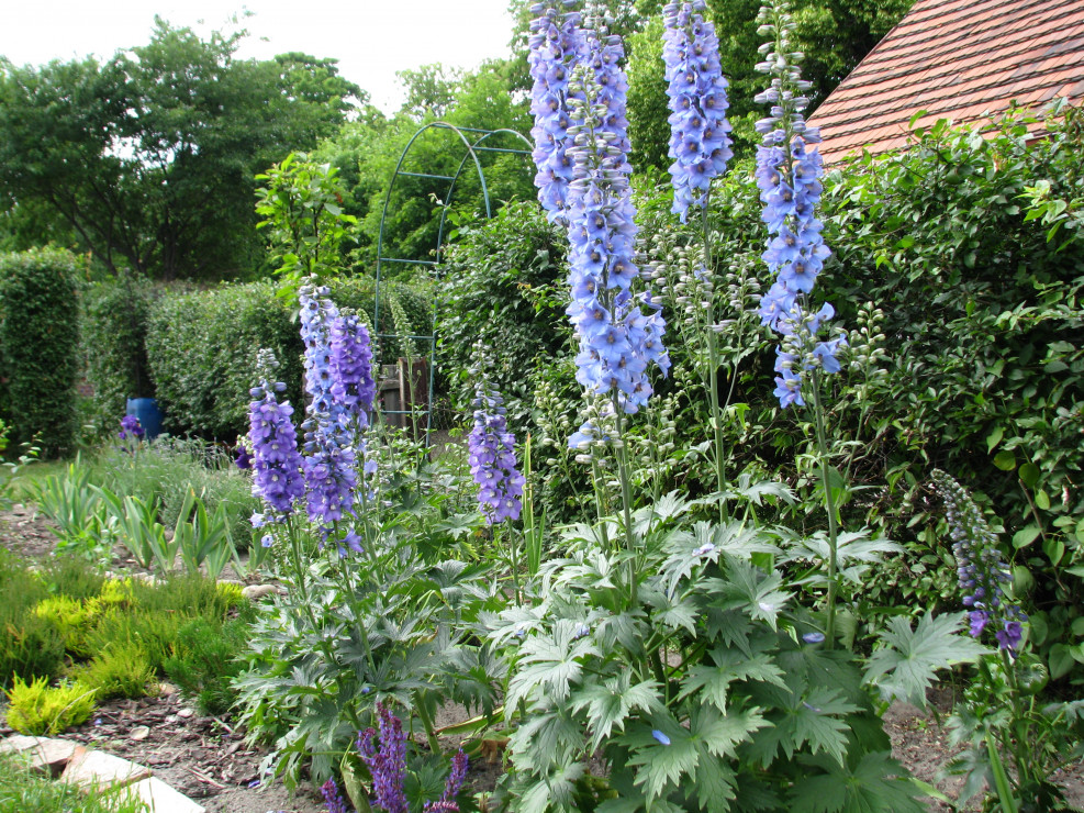 Niebieskie ostróżki na tle żywopłotu są główną ozdobą tej części ogrodu.