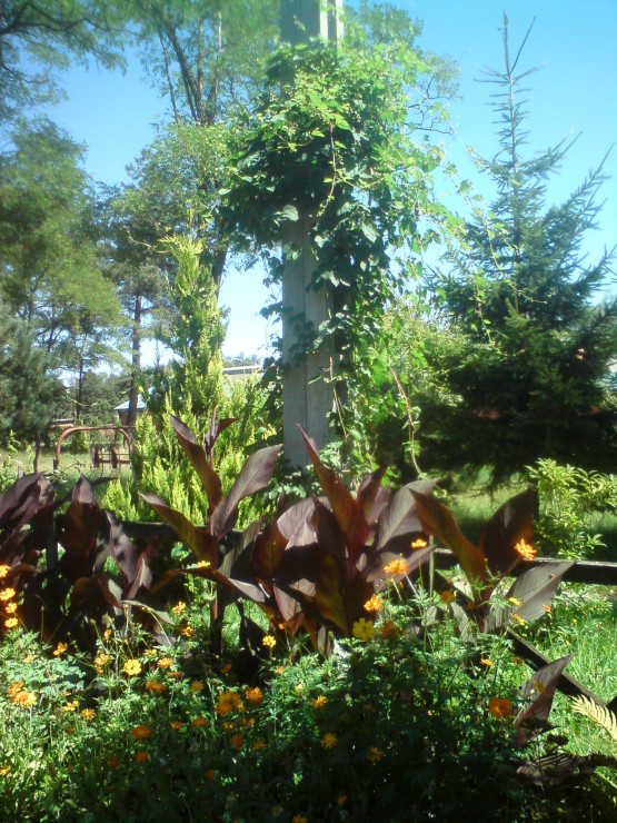 Pacioreczniki ślicznie wyglądają  w ogrodzie nawet przed kwitnieniem.