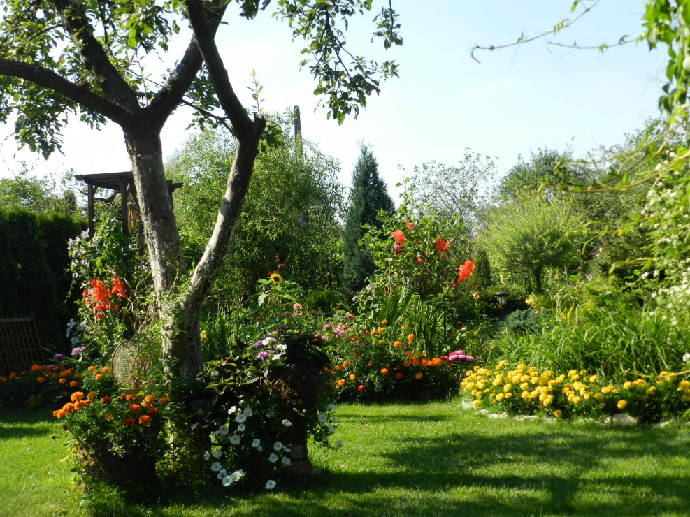 Rabaty latem obfitują w aksamitki,mieczyki,róże,astry i ostróżki