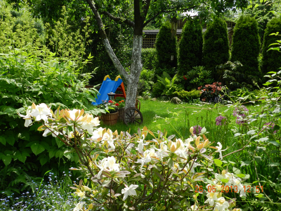 rabaty z azaliami i różanecznikami