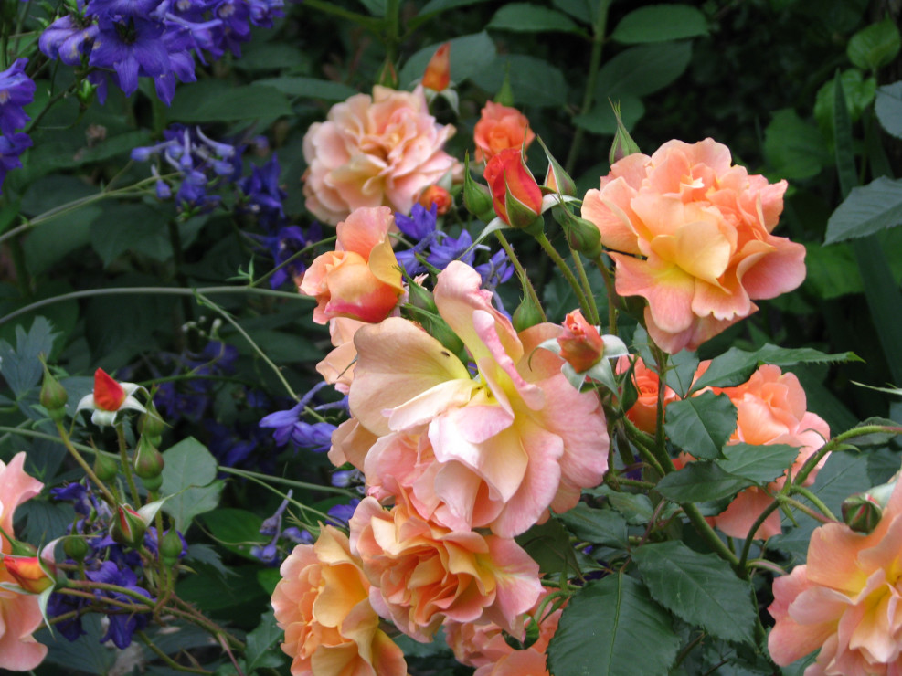 Słodko pachnąca róża "Westerland" i granatowe kwiatostany ostróżki.
