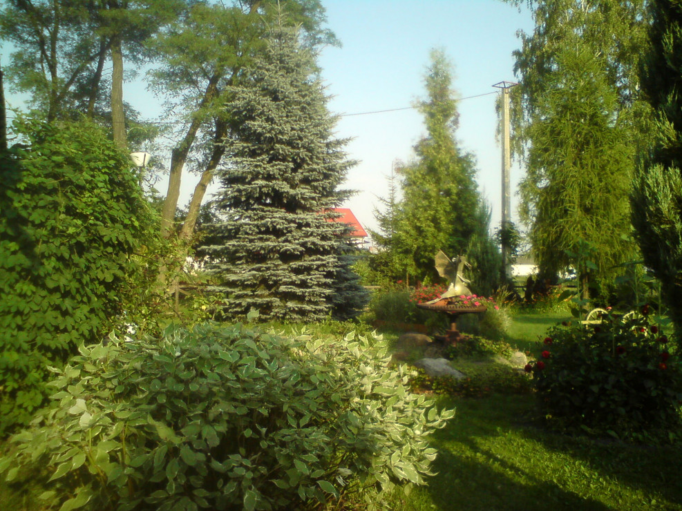 Srebrny świerk jest najstarszym iglakiem w naszym ogrodzie.