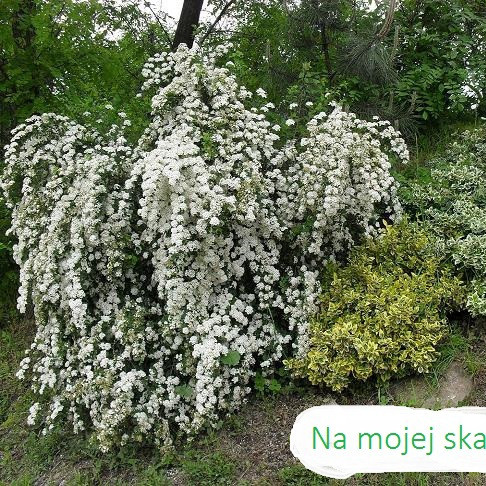 tawuła