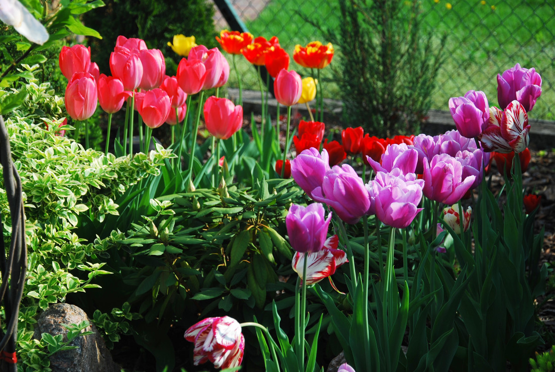 Tulipany, które przyciagaja wzrok, każdego z przechodniów.