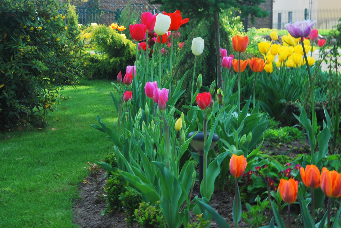 Tulipany - to duma mojego ogrodu