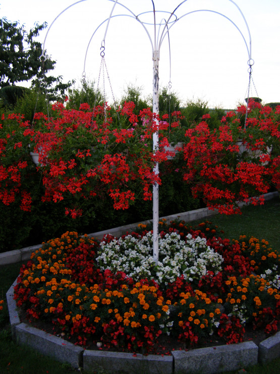 Ulubienice lata - pelargonie, begonie i aksamitki:)