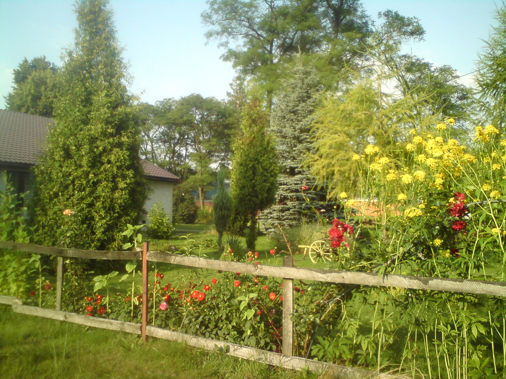 W lecie zieleń ogrodu ożywiają barwne kwiaty.