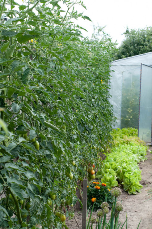 w ogródku ściana pomidorów na rusztowaniu