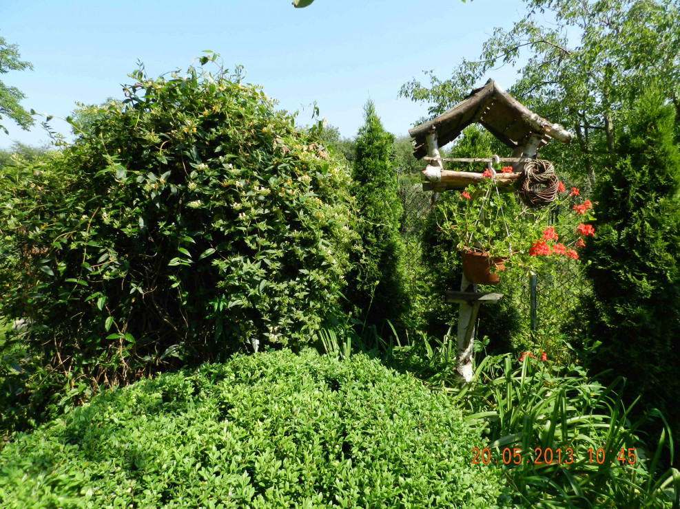 W ogrodzie nie może zabraknąć karmników dla ptaków i budek lęgowych,u mnie stoi obok wiciokrzewu,który posadzony na starej przyciętej olszynie,stanowi  dla nich doskonałe schronienie