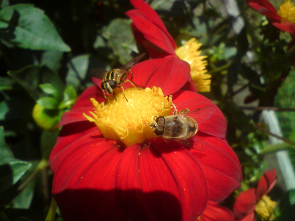 W zielonym królestwie nie bark pożytkujących owadów.