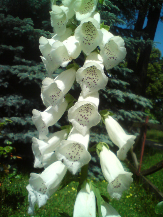 Wiosną dumnie kwitną naparstnice.