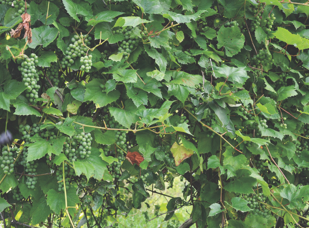 Z soczystych czereśni oraz dojrzałych winogron powstają smaczne i zdrowe przetwory.