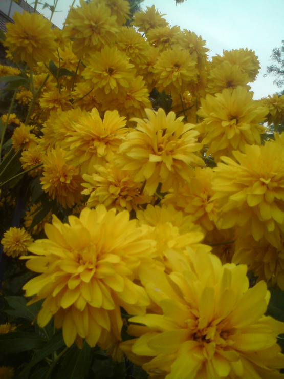 Złotlin japoński zdobi ogród swoimi kwiatami przez całe lato.