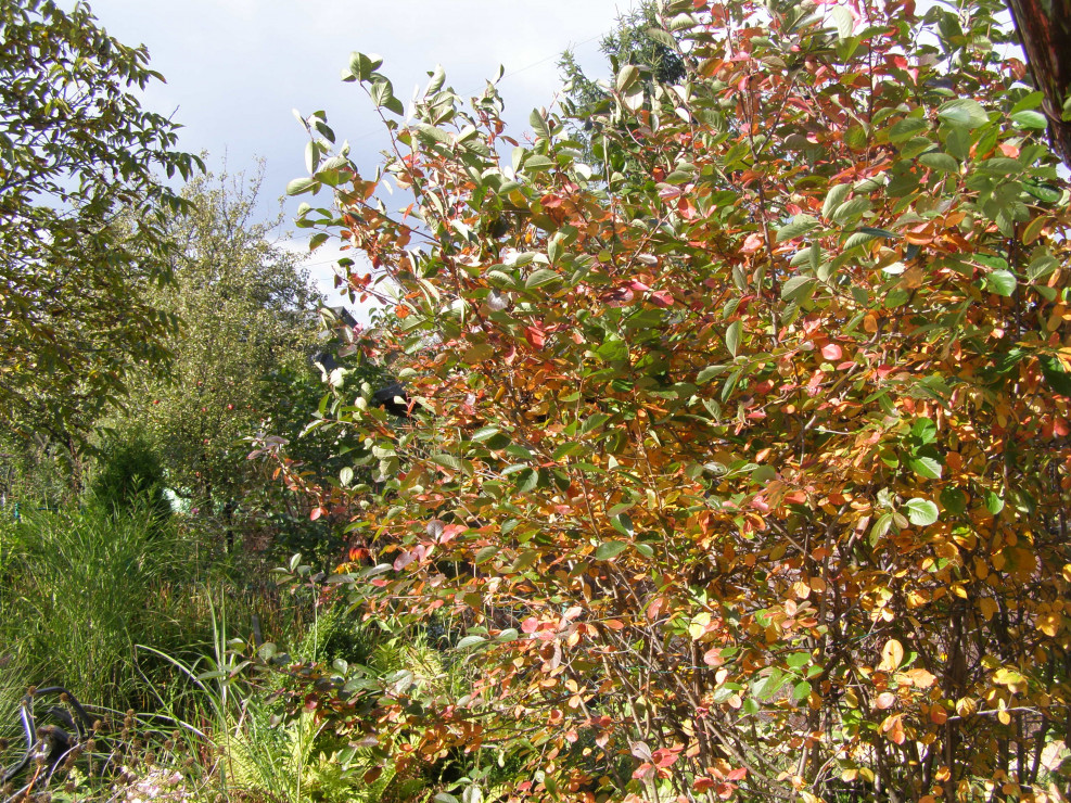Aronia jesienią jest niewątpliwie ozdobą ogrodu.