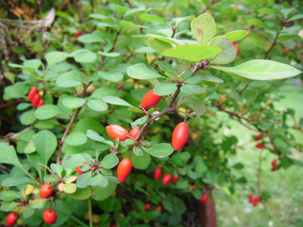 Czerwone owoce berberysu.