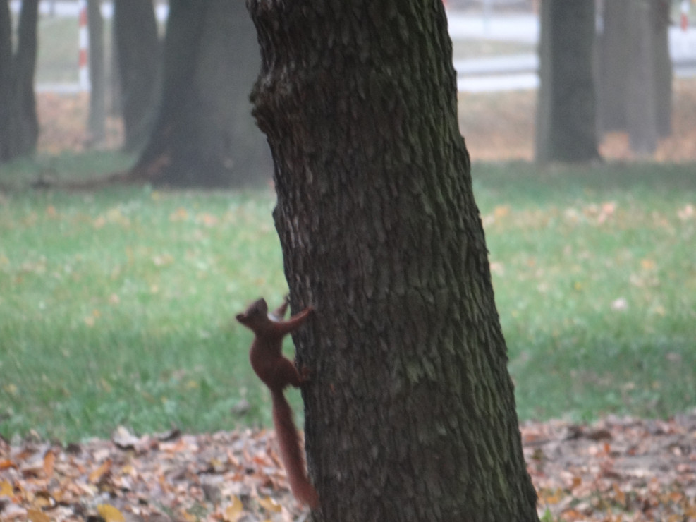 Jesienią odwiedzają nas wiewiórki