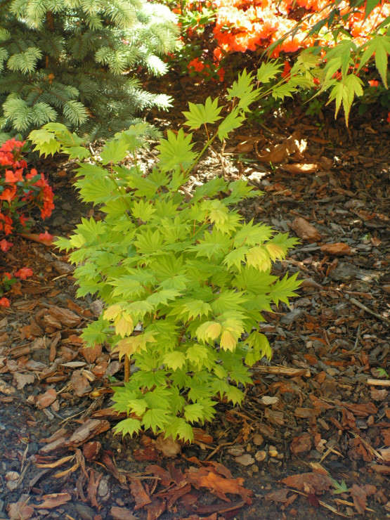 Klon Shirasawy Acer shirasawanum 'Aureum' 