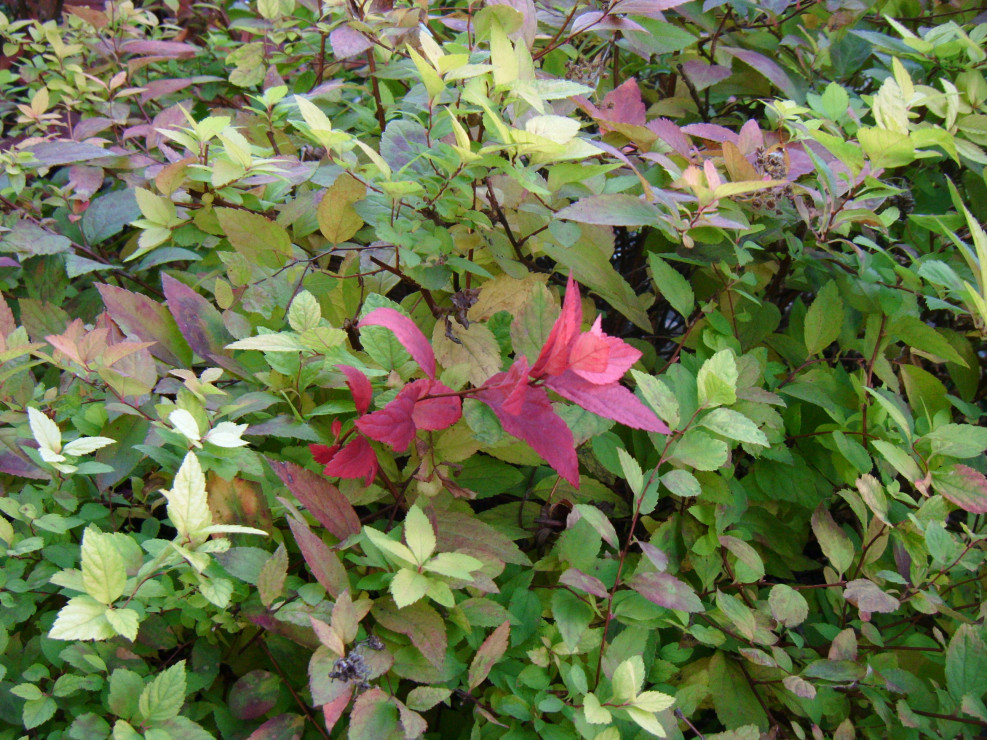 Kolorowe liście tawuły