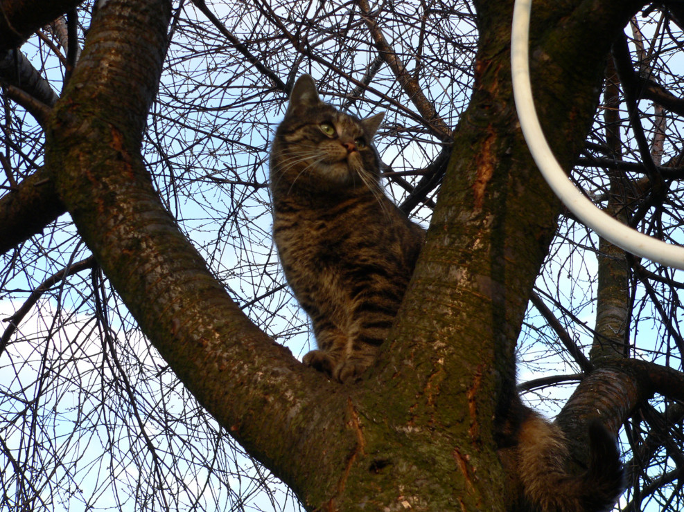 „Kot sąsiada także polował na drzewach w moim ogrodzie. Kołnierze go zniechęciły”.