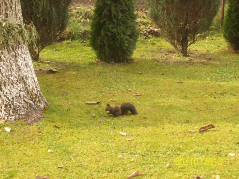Mała ruda orzech w łapkach uszka w sztorc odwiedza mój ogródek.