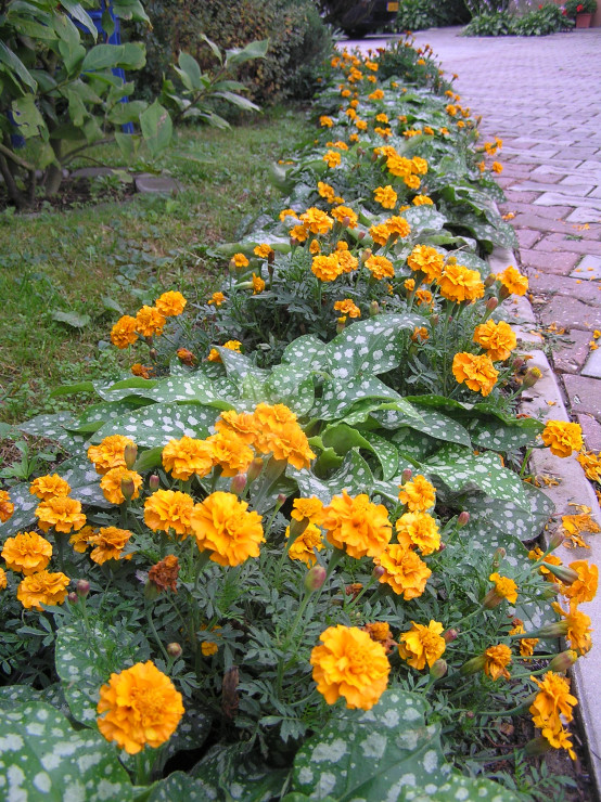 Na linii brzegowej chodnika zawsze rosną kwiaty sezonowe  aksamitki w połaczeniu miodunką plamistą