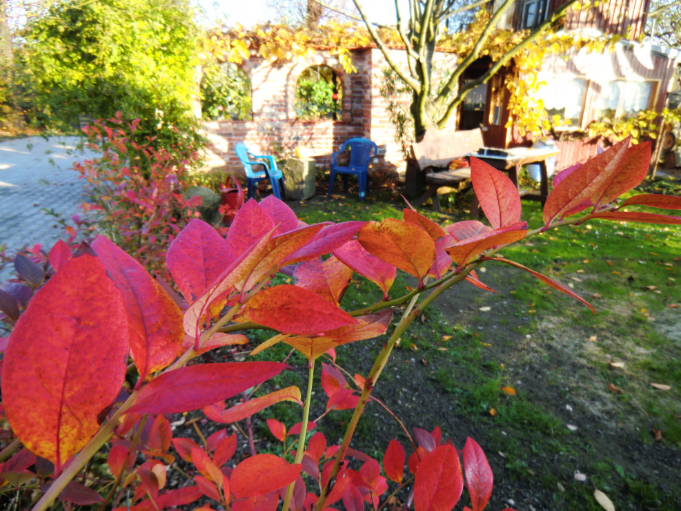ogniste liście borówki amerykańskiej w palecie jesiennym