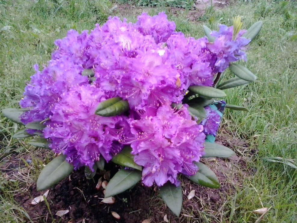Rhododendron Fioletowy <3