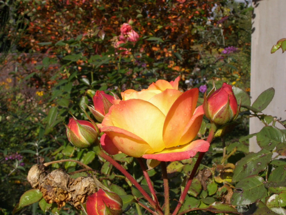 Róża Bradford w jesiennych kolorach.